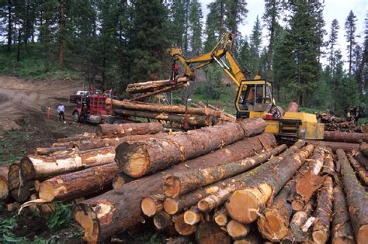 Does forestry include logging?