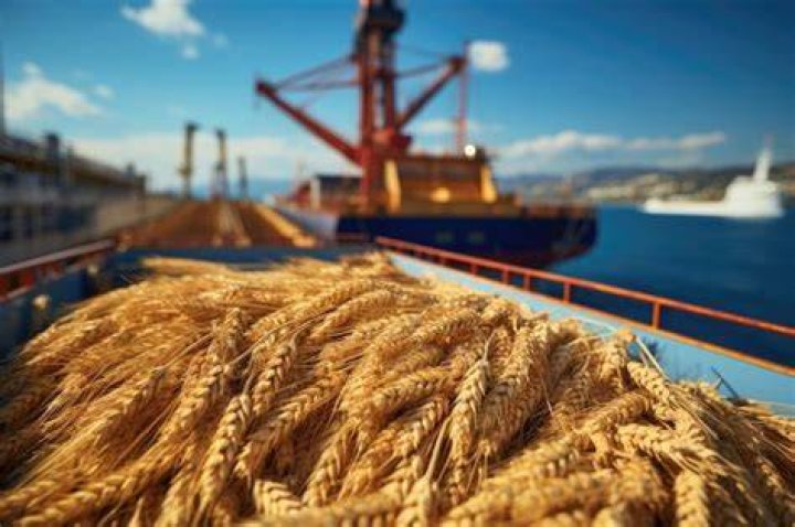 How is grain shipped overseas?