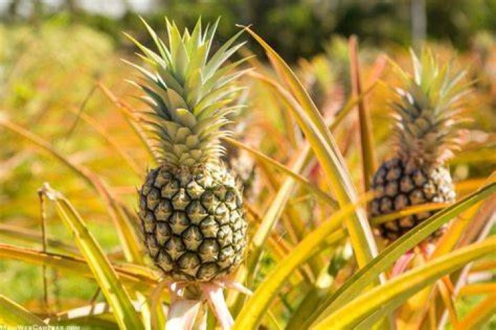 What do they call pineapple in Hawaii?