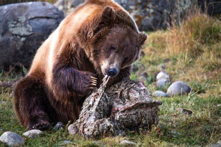 What does a grizzly bear use for shelter?