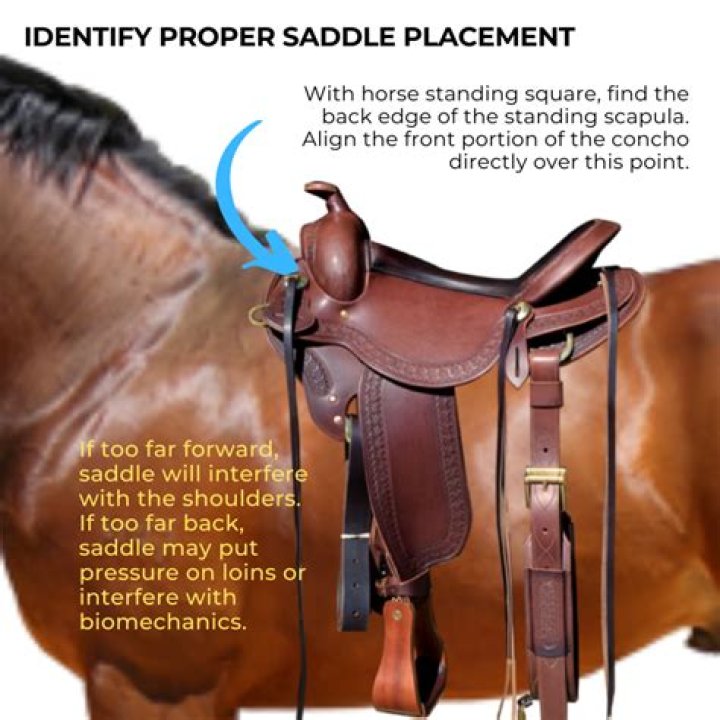 What is a saddle maker called?